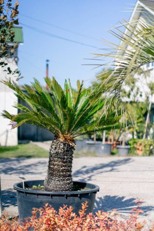 Photo for A large fan-shaped palm grows in a large clay pot against a background of beautiful exotic flowers in the garden - Royalty Free Image