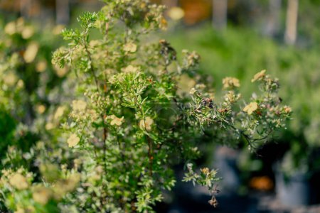 Foto de Primer plano de una pequeña flor amarilla de una hierba aromática perenne de hoja perenne y arbusto en un jardín - Imagen libre de derechos