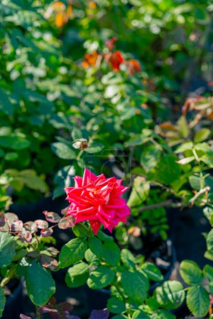 Téléchargez les photos : Gros plan d'un bourgeon floral d'une belle rose sauvage poussant dans les buissons dans un jardin fleuri ensoleillé - en image libre de droit