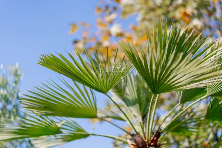 Photo for Close-up shot of leaves of a tropical palm tree branch against a background of blue sky and exotic trees - Royalty Free Image