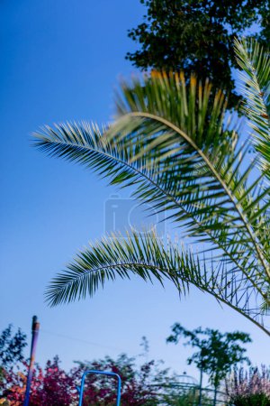Photo for Close-up shot of leaves of a tropical palm tree branch against a background of blue sky and exotic trees - Royalty Free Image