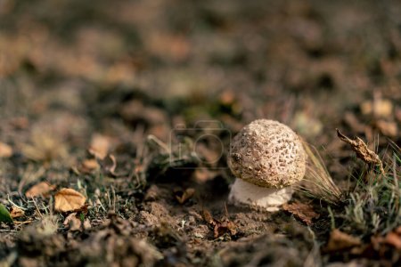 Photo for Close-up shot of a poisonous fly agaric mushroom that sprouts from the ground in autumn in forest - Royalty Free Image