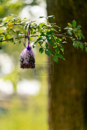 Téléchargez les photos : Gros plan d'un sac transparent avec des herbes naturelles pour le brassage suspendu à une branche d'arbre dans la nature - en image libre de droit