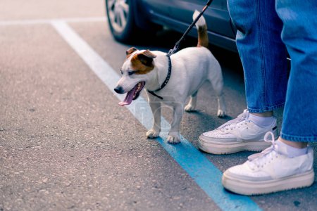Téléchargez les photos : Portrait en gros plan d'un petit chien Jack Russell drôle et actif en laisse près d'un transporteur d'animaux - en image libre de droit