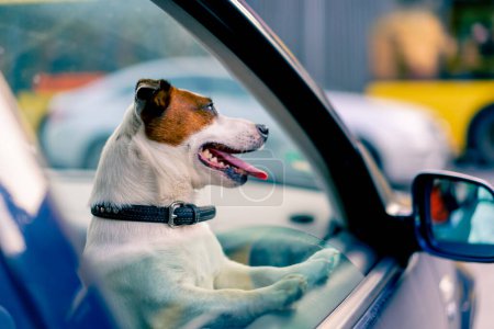 Photo for Close-up portrait of a small funny active dog of the jack russell breed looks out of the window of animal transporter - Royalty Free Image