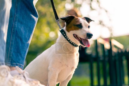 Photo for Close-up the owner of a small funny active jack russell dog walks with her in the city park the animal is on a leash - Royalty Free Image