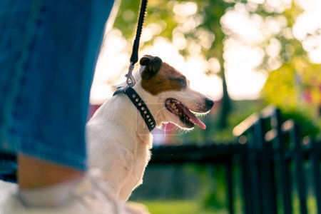 Photo for Close-up the owner of a small funny active jack russell dog walks with her in the city park the animal is on a leash - Royalty Free Image