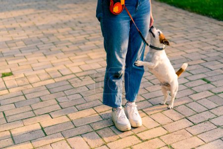 Foto de Primer plano el propietario de un pequeño divertido gato activo russell perro paseos con ella en el parque de la ciudad el animal está en una correa - Imagen libre de derechos