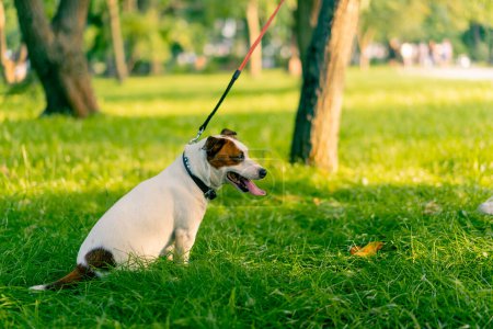 Téléchargez les photos : Gros plan le propriétaire d'un petit chien Jack Russell drôle active promenades avec elle dans le parc de la ville l'animal est en laisse - en image libre de droit