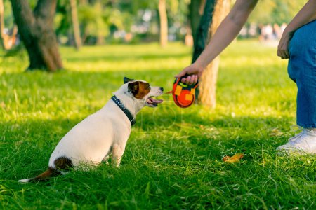 Téléchargez les photos : Gros plan le propriétaire d'un petit chien Jack Russell drôle active promenades avec elle dans le parc de la ville l'animal est en laisse - en image libre de droit