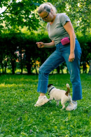 Téléchargez les photos : Un petit chien actif d'une race comme un terrier russell travaille avec un maître-chien dans le parc exécute serpent commande à travers les jambes d'entraînement des animaux - en image libre de droit