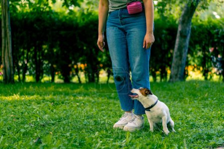 Téléchargez les photos : Un petit chien actif d'une race comme un terrier russell travaille avec un maître-chien dans le parc exécute serpent commande à travers les jambes d'entraînement des animaux - en image libre de droit
