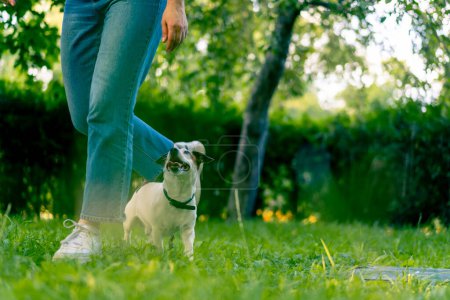 Foto de Un pequeño perro activo de una raza como un russell terrier trabaja con un perro manejador en el parque ejecuta comando serpiente a través de las piernas entrenamiento animal - Imagen libre de derechos