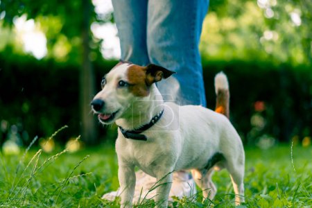 Téléchargez les photos : Un petit chien actif de la race Jack Russel Terrier travaille avec un dresseur de chiens dans un parc d'entraînement d'animaux - en image libre de droit