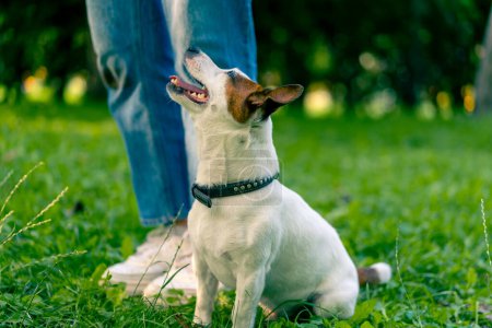 Photo for A small active dog of the jack russell terrier breed works with dog trainer in an animal training park - Royalty Free Image