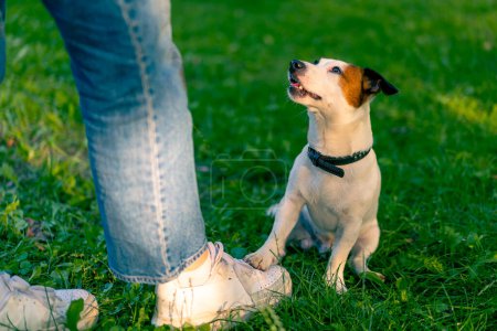 Photo for A small active dog of the jack russell terrier breed works with dog trainer in an animal training park - Royalty Free Image