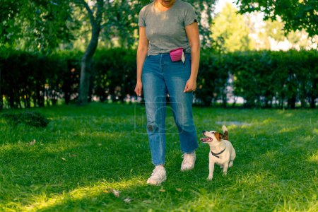 Photo for Zoo psychologist or trainer works with a small jack russell terrier in the park socializes the dog exercises team nearby caring for animals - Royalty Free Image