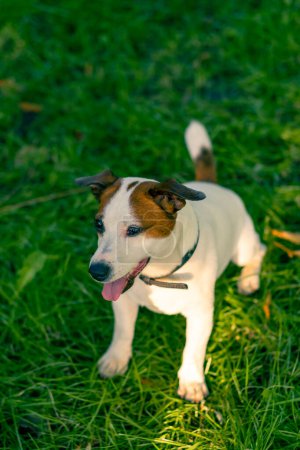 Photo for Portrait of an active playful jack russell terrier dog with tongue out on walk in the park animal love concept - Royalty Free Image