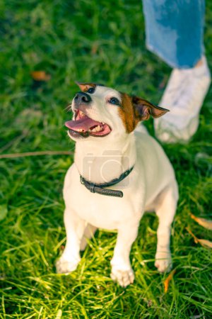 Téléchargez les photos : Portrait d'un chien joueur actif Jack Russell terrier avec la langue sur la promenade dans le parc concept d'amour animal - en image libre de droit