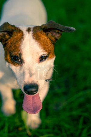 Foto de Retrato de un activo juguetón gato russell terrier perro con lengua a pie en el parque animal amor concepto - Imagen libre de derechos