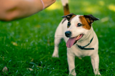 Téléchargez les photos : Gros plan le propriétaire d'un petit drôle de chien russell Jack actif joue avec elle dans le parc de la ville l'animal tire balle - en image libre de droit