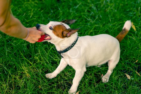 Téléchargez les photos : Gros plan le propriétaire d'un petit drôle de chien russell Jack actif joue avec elle dans le parc de la ville l'animal tire balle - en image libre de droit