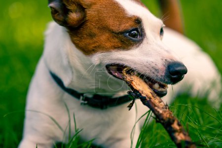 Photo for Close-up portrait of an active playful jack russell terrier dog on a walk in the park gnawing on stick the concept of love for animals - Royalty Free Image