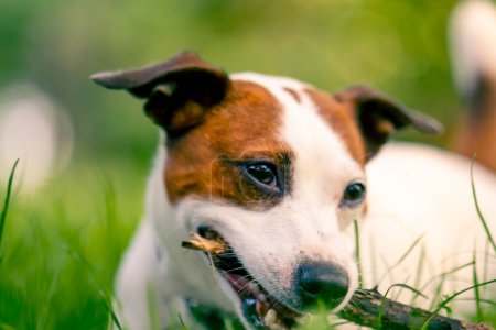 Téléchargez les photos : Portrait en gros plan d'un chien joueur actif Jack Russell terrier lors d'une promenade dans le parc rongeant sur bâton le concept d'amour pour les animaux - en image libre de droit