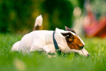 Téléchargez les photos : Portrait d'un chien actif ludique de la race Jack Russell terrier lors d'une promenade dans le parc grignote sur un bâton le concept amour pour les animaux - en image libre de droit