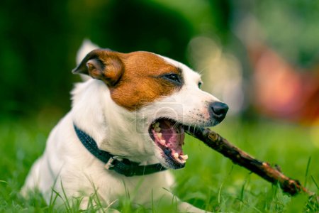 Photo for Portrait of an active playful dog of the jack russell terrier breed on a walk in the park gnaws on a stick the concept love for animals - Royalty Free Image