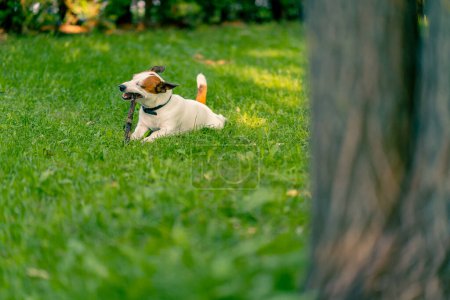 Photo for Portrait of an active playful dog of the jack russell terrier breed on a walk in the park gnaws on a stick the concept love for animals - Royalty Free Image