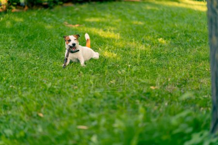 Foto de Retrato de un activo juguetón perro de la jota russell terrier crianza en un paseo en el parque roe en un palo el concepto amor por los animales - Imagen libre de derechos