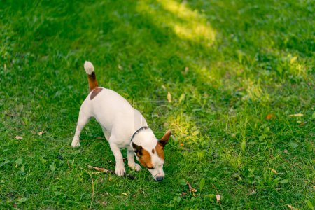 Foto de Retrato de un activo juguetón perro de la jota russell terrier crianza en un paseo en el parque roe en un palo el concepto amor por los animales - Imagen libre de derechos