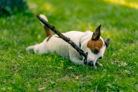 Téléchargez les photos : Portrait d'un chien actif ludique de la race Jack Russell terrier lors d'une promenade dans le parc grignote sur un bâton le concept amour pour les animaux - en image libre de droit