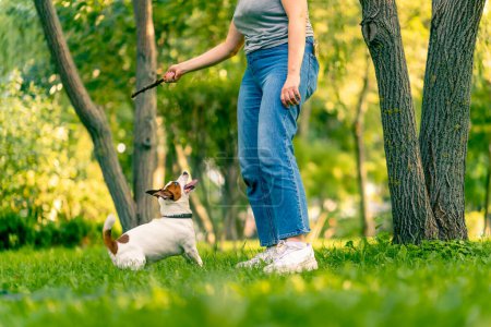 Téléchargez les photos : Le propriétaire d'un petit chien russell Jack drôle active joue avec elle dans le parc de la ville jette bâton à l'animal - en image libre de droit