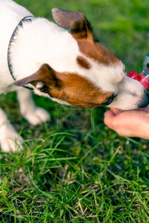 Téléchargez les photos : Gros plan la propriétaire de l'animal verse de l'eau dans sa main afin que le chien Jack Russell Terrier boive de l'eau pendant sa promenade dans le parc - en image libre de droit