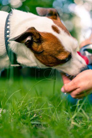 Foto de Primer plano el dueño del animal vierte agua en su mano para que el gato russell terrier perro beba agua durante el paseo en el parque - Imagen libre de derechos