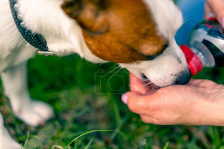 Téléchargez les photos : Gros plan la propriétaire de l'animal verse de l'eau dans sa main afin que le chien Jack Russell Terrier boive de l'eau pendant sa promenade dans le parc - en image libre de droit