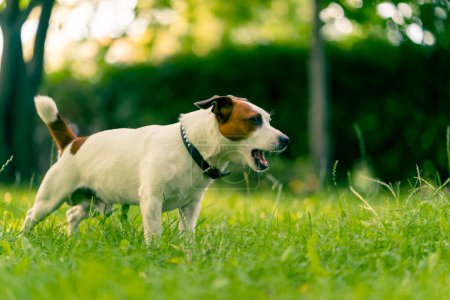 Foto de Retrato de un activo juguetón gato russell terrier perro en un paseo por el parque el concepto de amor por los animales - Imagen libre de derechos
