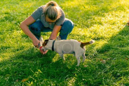 Téléchargez les photos : La propriétaire de l'animal verse de l'eau dans sa main afin que le chien Jack Russell Terrier boive de l'eau pendant sa promenade dans le parc - en image libre de droit
