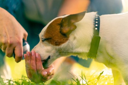 Photo for Close-up the owner of the animal pours water into her hand so that the jack russell terrier dog will drink water during walk in the park - Royalty Free Image
