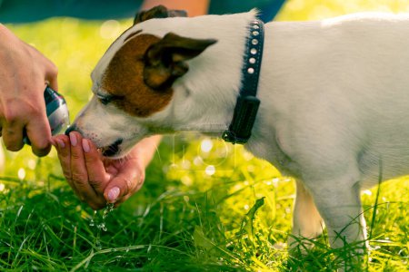Photo for Close-up the owner of the animal pours water into her hand so that the jack russell terrier dog will drink water during walk in the park - Royalty Free Image