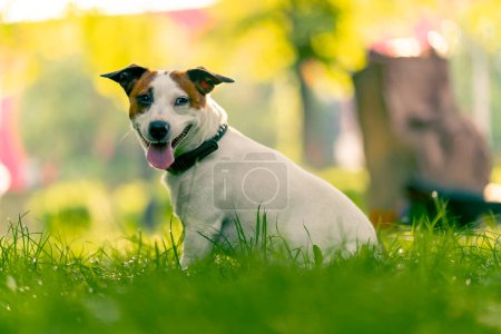 retrato de un activo juguetón gato russell terrier perro en un paseo por el parque el concepto de amor por los animales