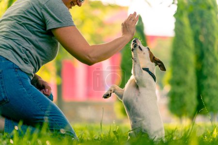 Photo for Close up zoo psychologist or trainer working with a small jack russell terrier in the park socializing dog teaching tricks and command animal care - Royalty Free Image
