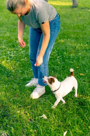Téléchargez les photos : Un zoopsychologue travaille avec un petit Jack Russell terrier dans le parc socialise chien donne friandises louanges il - en image libre de droit