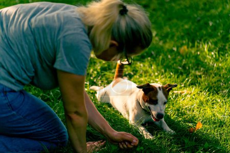 Photo for Close-up a zoopsychologist works with small jack russell terrier in the park socializes the dog - Royalty Free Image