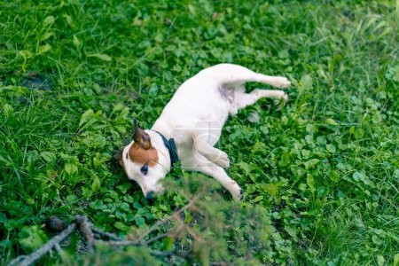 Téléchargez les photos : Portrait d'un chien joueur actif Jack Russell terrier lors d'une promenade dans le parc couché sur l'herbe concept amour pour les animaux - en image libre de droit