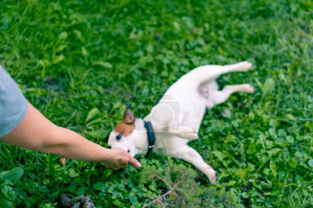 Téléchargez les photos : Gros plan un zoopsychologue travaille avec petit Jack Russell terrier dans le parc socialise le chien - en image libre de droit