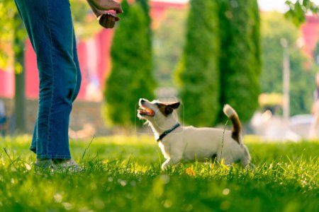 Photo for A woman walks in the park with a small active jack russell terrier dog, the concept love and animal training - Royalty Free Image