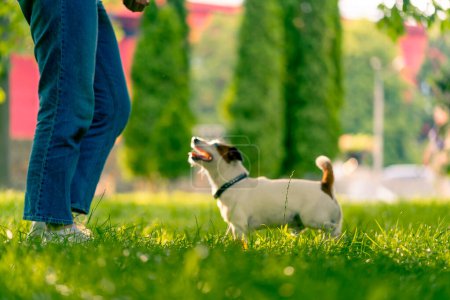 Téléchargez les photos : Une femme se promène dans le parc avec un petit chien de terrier Jack Russell actif, le concept d'amour et d'entraînement des animaux - en image libre de droit
